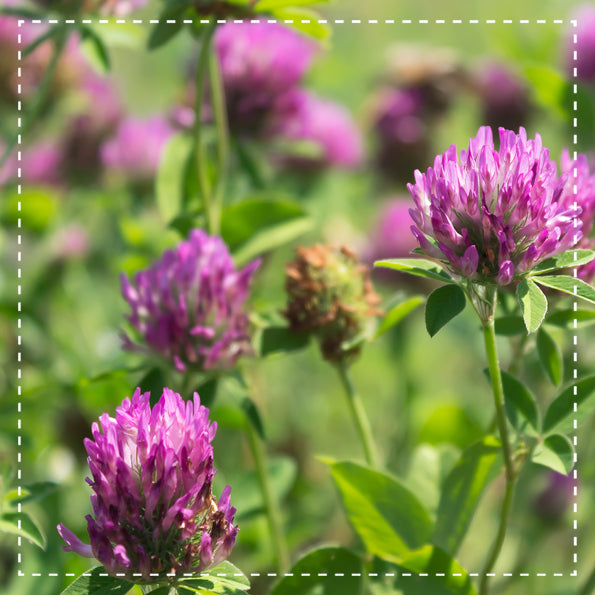 Rotkleeblüten Tee Bio 100g