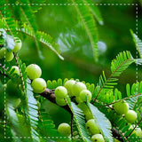 Amla Powder Organic