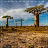 Baobab Powder Organic