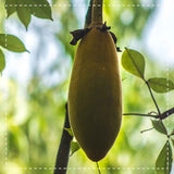 Baobab Powder Organic