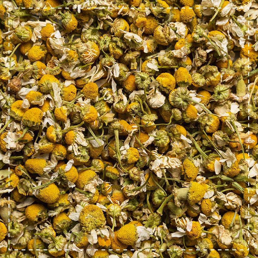 Kamillen Blüten Tee Bio